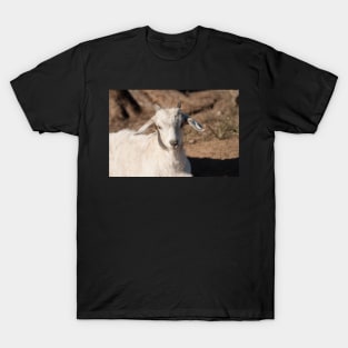 White Kid Goat T-Shirt